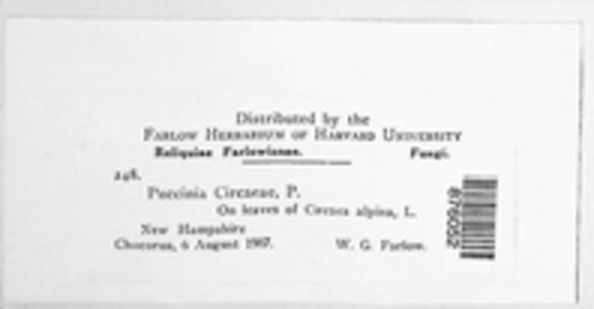 Puccinia circaeae image